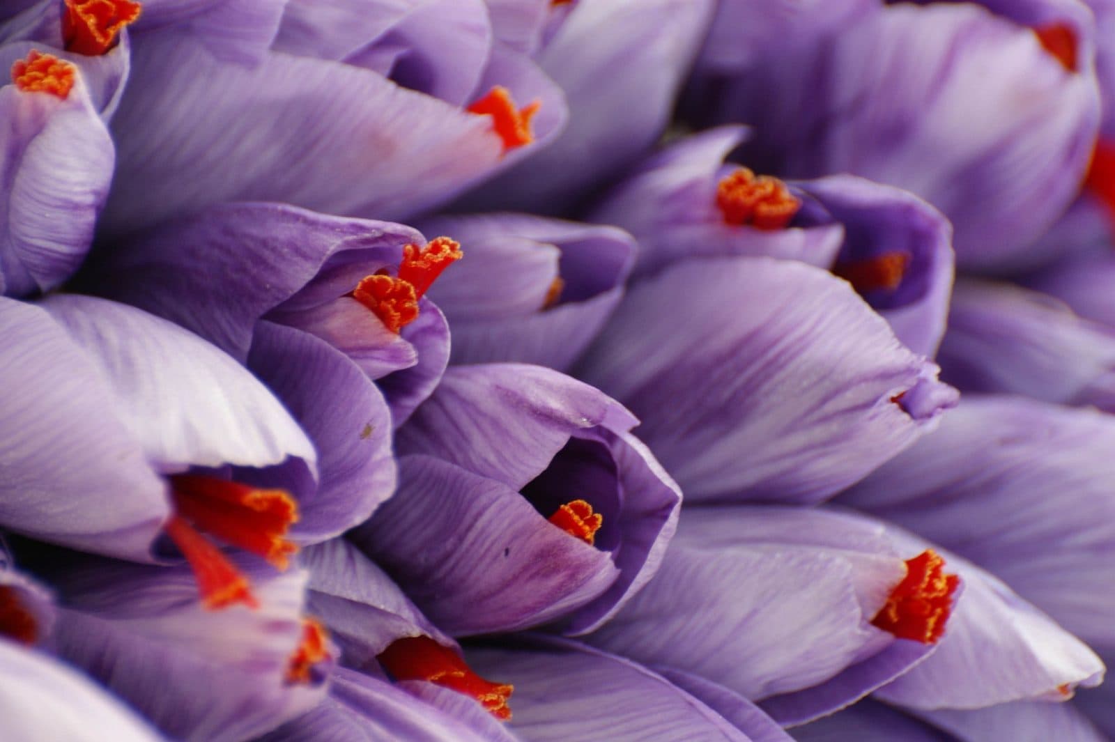 Fiore di zafferano con gli stimmi rossi ancora sulla pianta